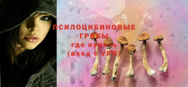 закладка  Истра  Галлюциногенные грибы Psilocybe 